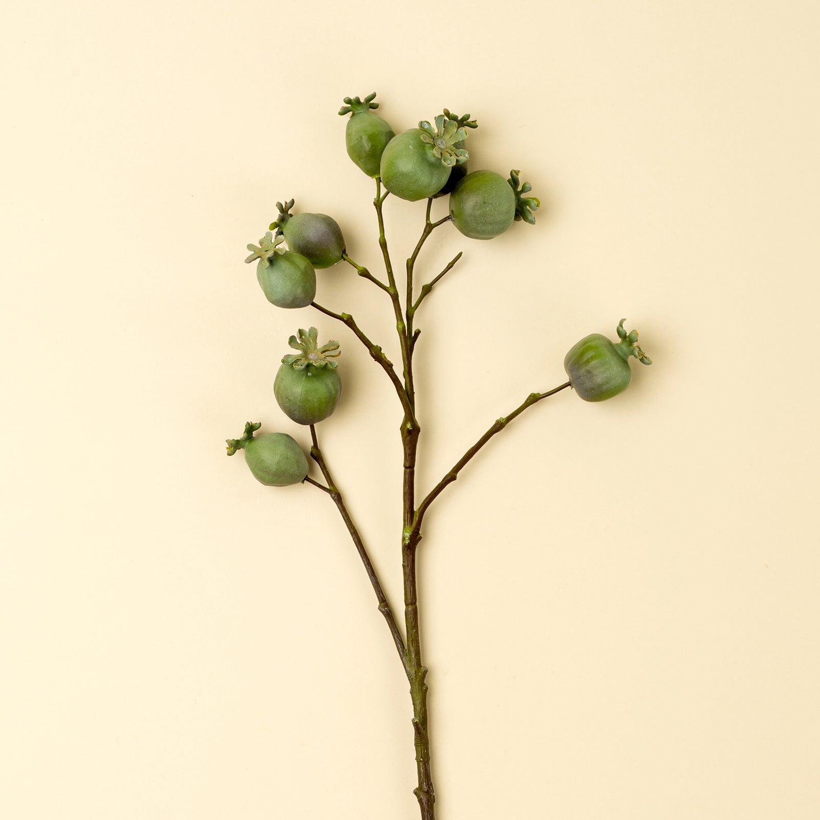 Poppy Pod Branch