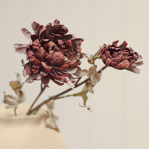 Two dried burgundy peony flowers with brown stems and dried leaves, arranged in a textured off-white ceramic vase against a soft beige background.